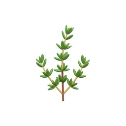 Thyme